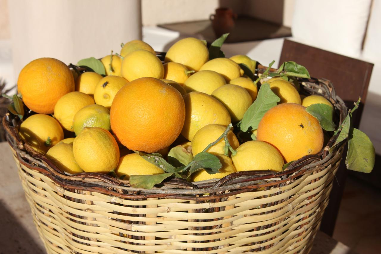 Récolte des citrons du verger